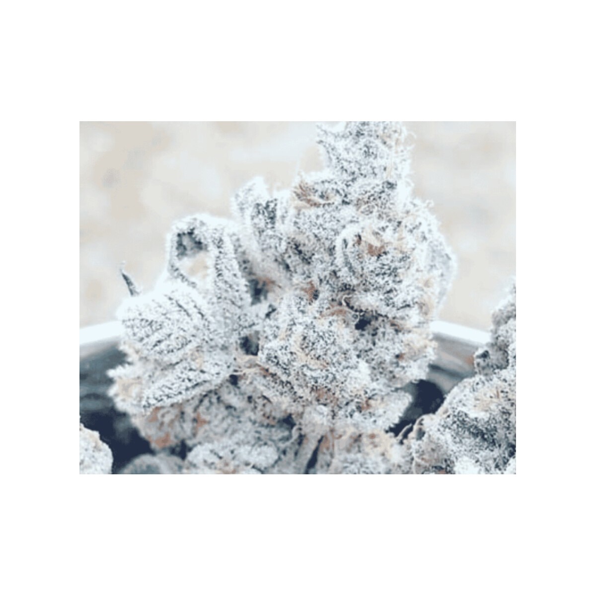 Bananacane - In House Genetics feminisiert 3er Pack