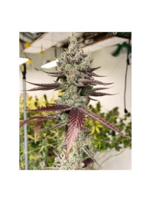 Bluenana - In House Genetics feminisiert 3er Pack