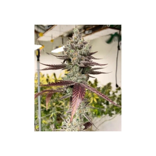 in-house-genetics-bluenana-fem-3st.jpg Bluenana – In House Genetics feminisiert 3er Pack Cannabis Samen