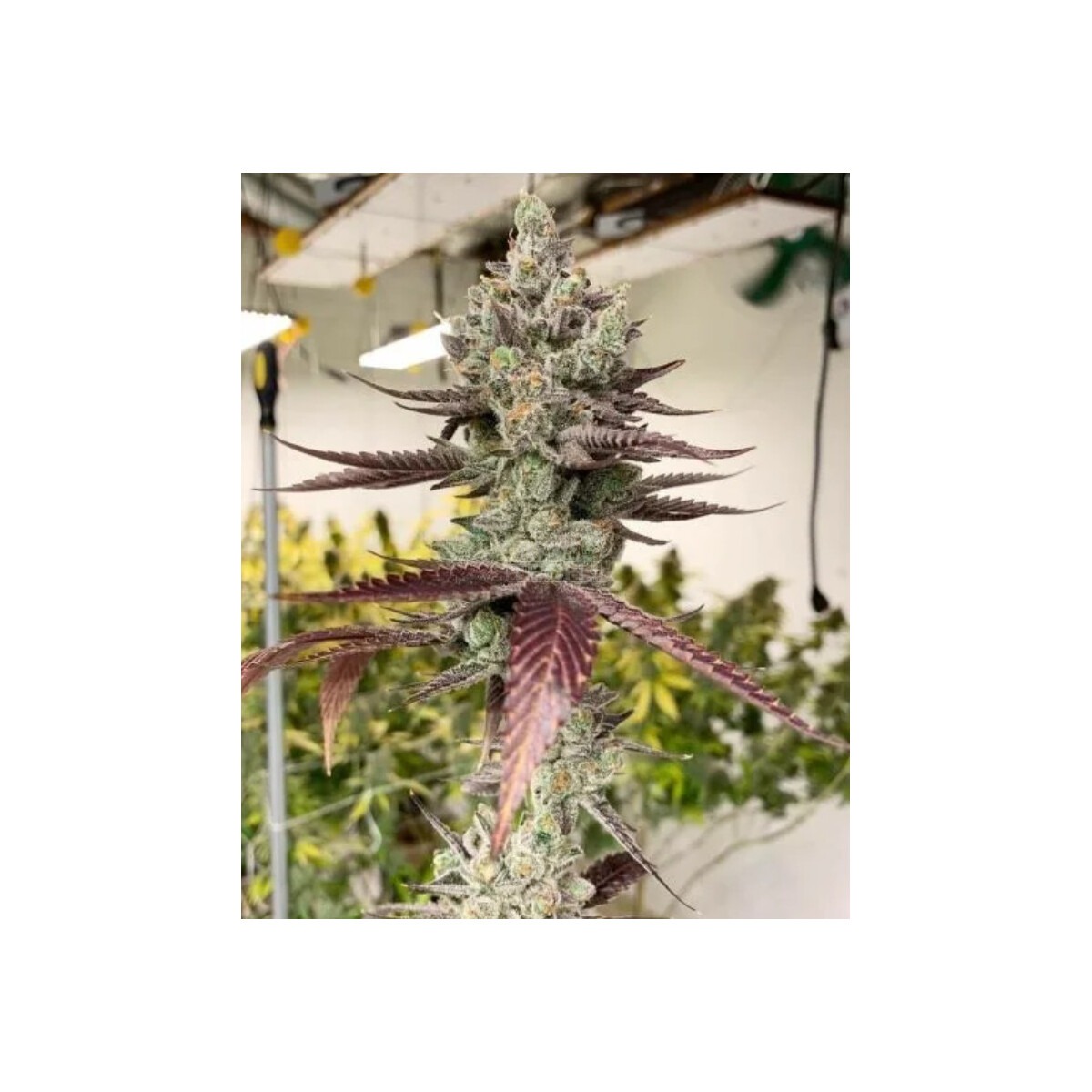 Bluenana - In House Genetics feminisiert 3er Pack