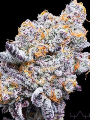 Deluxe Sugarcane - In House Genetics feminisiert 3er Pack