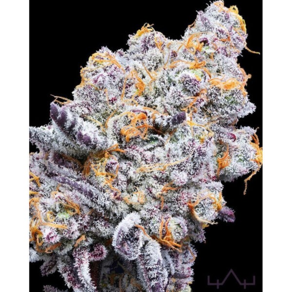 Deluxe Sugarcane – In House Genetics feminisiert 3er Pack Cannabis Samen