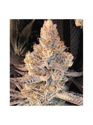 In House Genetics Dolato S1 Cannabis Samen
