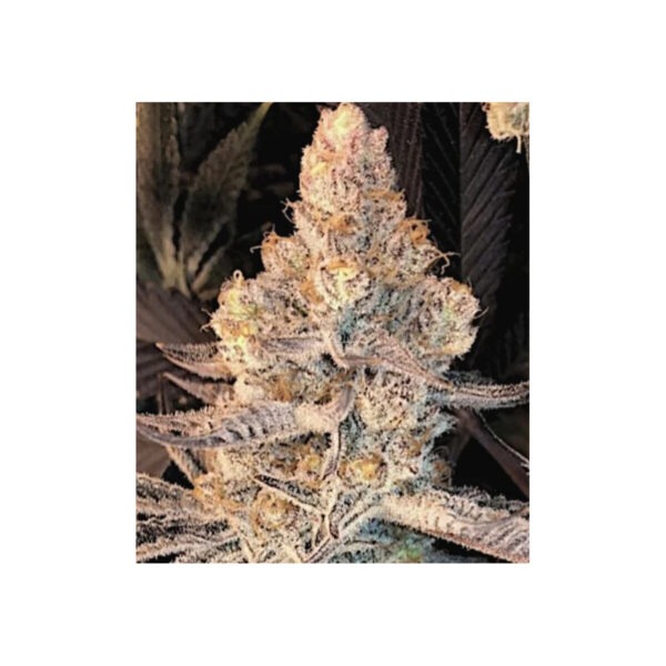 in-house-genetics-dolato-s1.jpg In House Genetics Dolato S1 Cannabis Samen