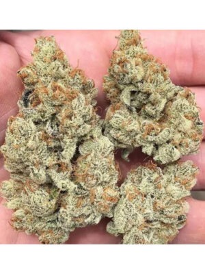 Frozen Gelato - In House Genetics feminisiert 3er Pack
