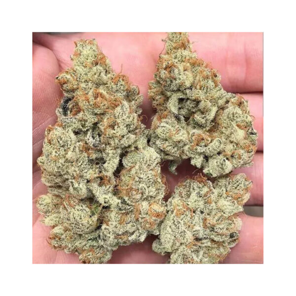 Frozen Gelato – In House Genetics feminisiert 3er Pack Cannabis Samen