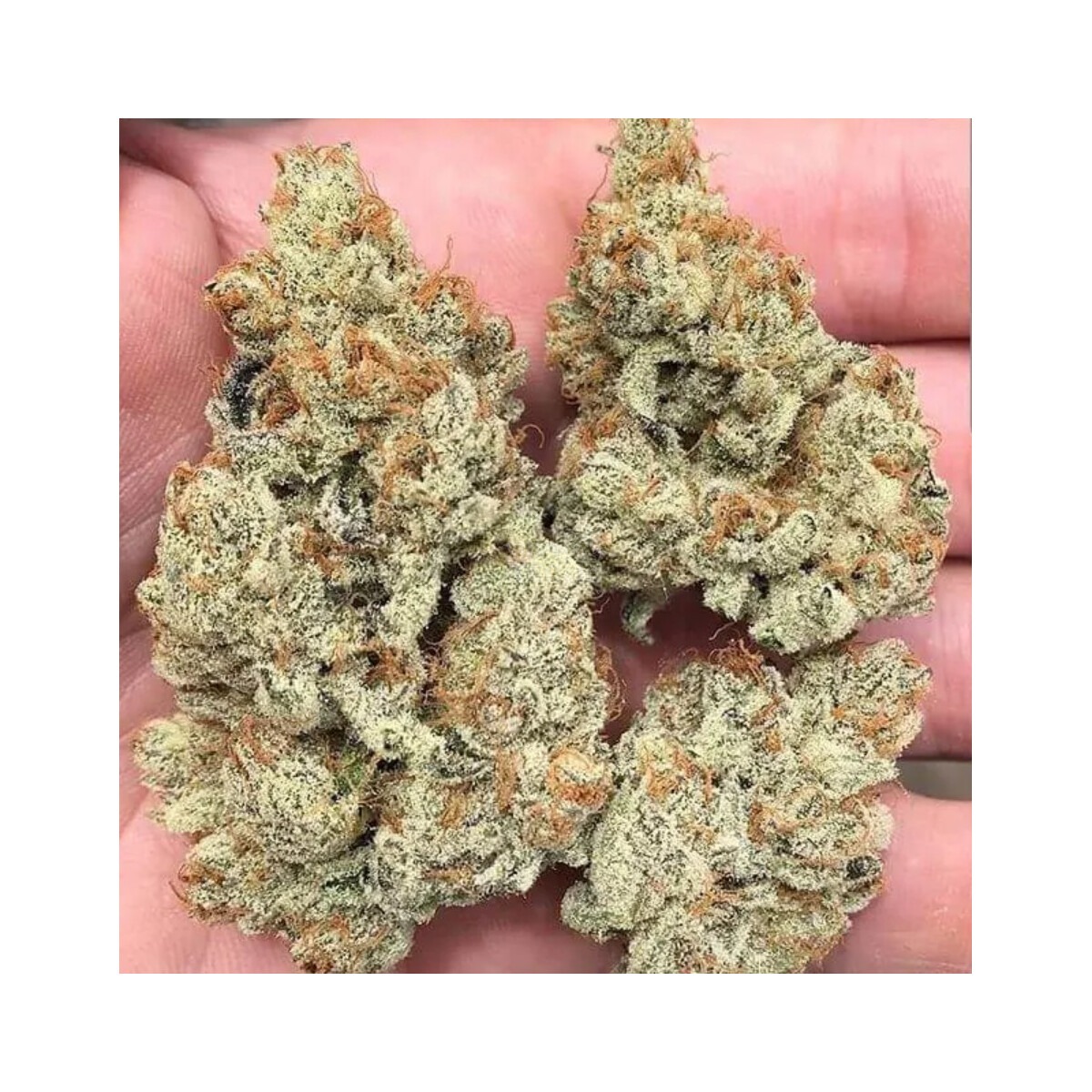 Frozen Gelato - In House Genetics feminisiert 3er Pack