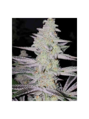 Frozen Grapes - In House Genetics feminisiert 3er Pack