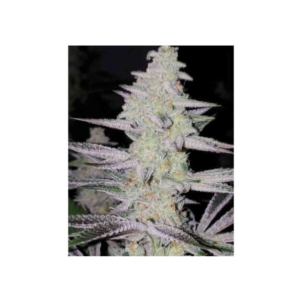 in-house-genetics-frozen-grapes-fem-3st.jpg Frozen Grapes - In House Genetics feminisiert 3er Pack
