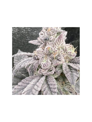 Jelly Breath S1 - In House Genetics feminisiert 3er Pack