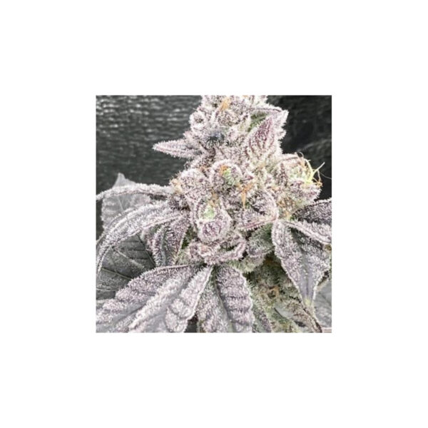 Jelly Breath S1 – In House Genetics feminisiert 3er Pack Cannabis Samen