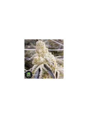 Masterpiece - In House Genetics feminisiert 3er Pack
