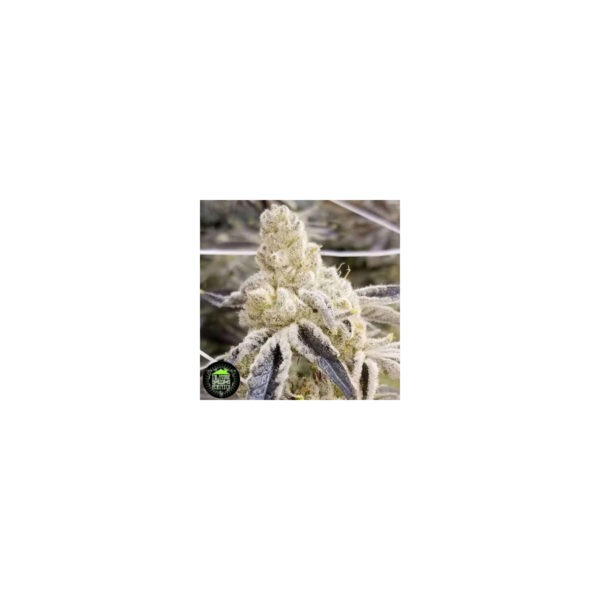 Masterpiece – In House Genetics feminisiert 3er Pack Cannabis Samen