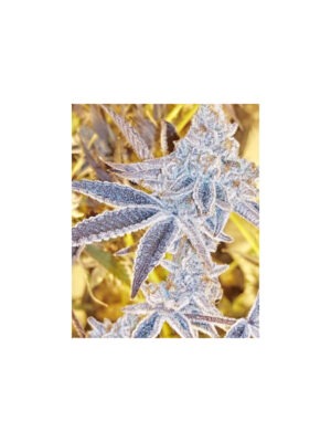 in-house-genetics-platinum-dosi-fem-3st.jpg Platinum DOSI - In House Genetics feminisiert 3er Pack