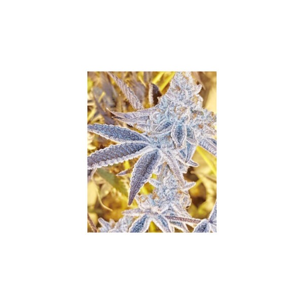 in-house-genetics-platinum-dosi-fem-3st.jpg Platinum DOSI - In House Genetics feminisiert 3er Pack
