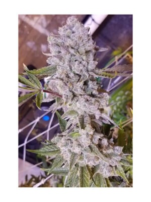 in-house-genetics-platinum-gorilla-fem-3st.jpg Platinum Gorilla - In House Genetics feminisiert 3er Pack