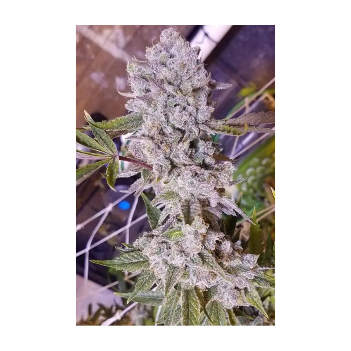 Platinum Gorilla - In House Genetics feminisiert 3er Pack