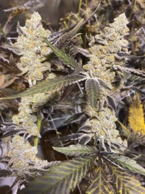 Platinum Purple Candy - In House Genetics feminisiert 3er Pack
