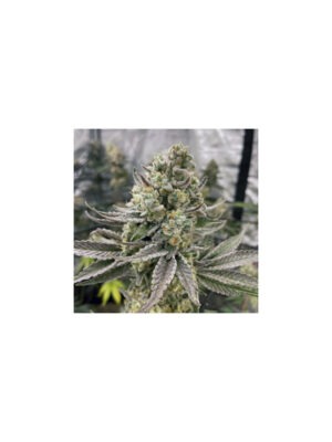 Platinumz - In House Genetics feminisiert 3er Pack