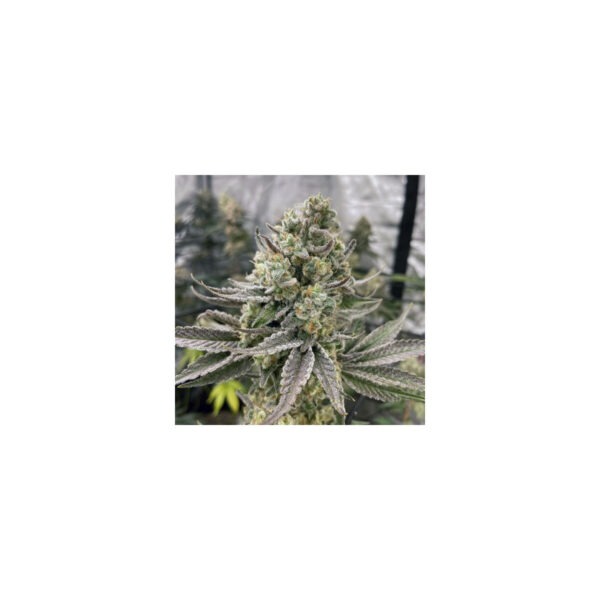 Platinumz – In House Genetics feminisiert 3er Pack Cannabis Samen