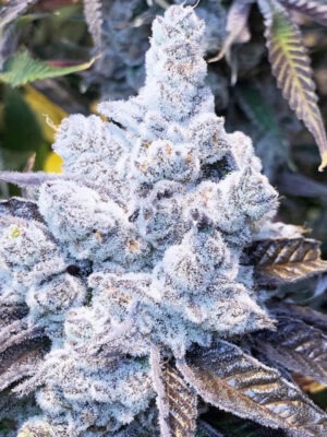 Slurricane #7 S1 - In House Genetics feminisiert 3er Pack