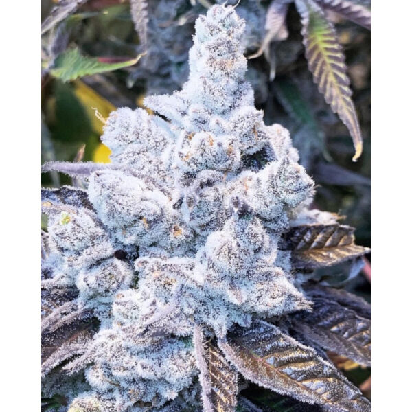 in-house-genetics-slurricane-7-s1-fem-3st.jpg Slurricane #7 S1 – In House Genetics feminisiert 3er Pack Cannabis Samen