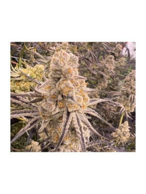 Slurricane IX - In House Genetics feminisiert 3er Pack