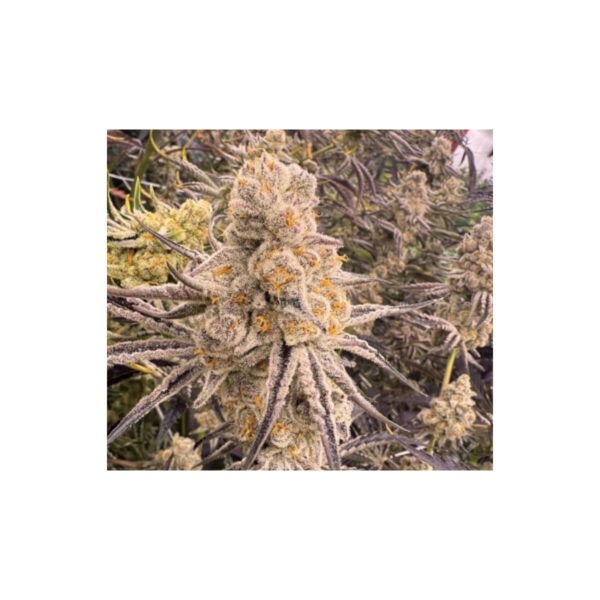 Slurricane IX - In House Genetics feminisiert 3er Pack