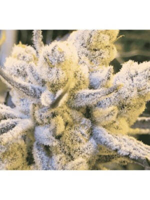 Sugar Cane - In House Genetics feminisiert 3er Pack