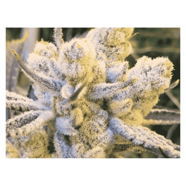 in-house-genetics-sugar-cane-fem-3st.jpg Sugar Cane – In House Genetics feminisiert 3er Pack Cannabis Samen