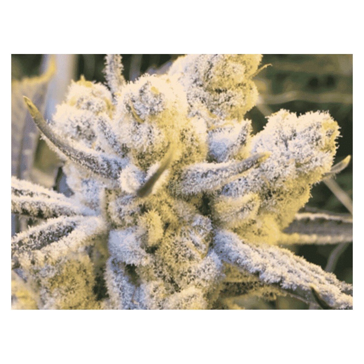 Sugar Cane - In House Genetics feminisiert 3er Pack