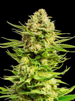 indica-cream-flower.jpg Indica Cream - Kannabia feminisiert 3er Pack