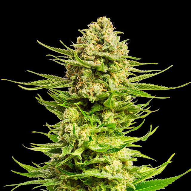 Indica Cream - Kannabia feminisiert 3er Pack