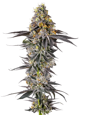 Lobster Butter Auto - Growers Choice feminisiert 3er Pack