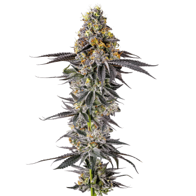 Lobster Butter Auto - Growers Choice feminisiert 3er Pack