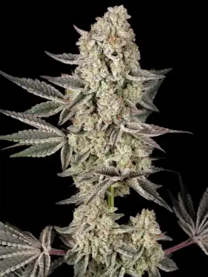 Jelly Cake - Barneys Farm feminisiert 3er Pack
