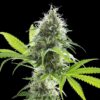 Kama Kush CBD - Kannabia feminisiert 3er Pack