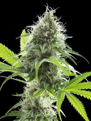 kama-kush-cbd-flower.jpg Kama Kush CBD - Kannabia feminisiert 3er Pack
