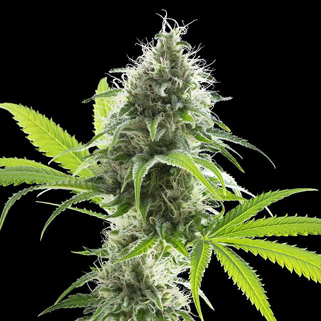 Kama Kush CBD - Kannabia feminisiert 3er Pack