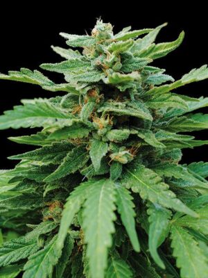 karibbean-mango-flower.jpg Karibbean Mango - Kannabia feminisiert 3er Pack