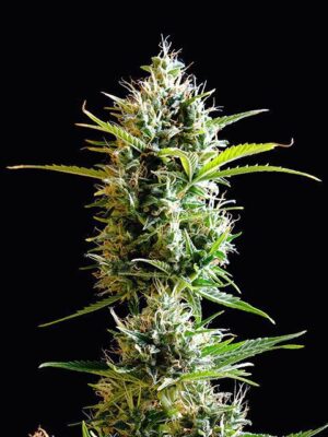 kickass-auto-flower.jpg Kickass Auto - Kannabia feminisiert 3er Pack