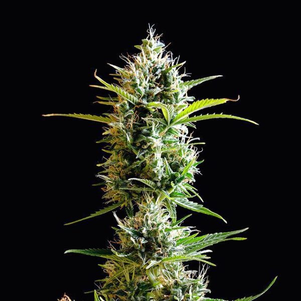 kickass-auto-flower.jpg #6779