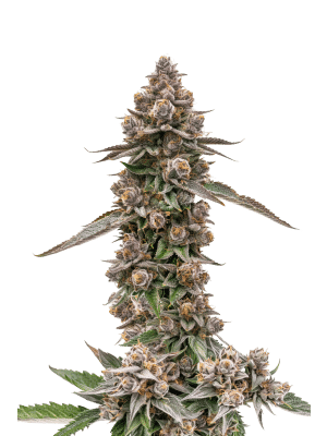 king_louis_garcia_feminized_by_growerschoice.png King Louis Garcia - Growers Choice feminisiert 3er Pack
