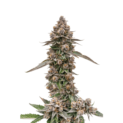 king_louis_garcia_feminized_by_growerschoice.png King Louis Garcia – Growers Choice feminisiert 3er Pack Cannabis Samen