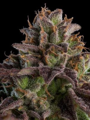 KMINTZ - Ripper Seeds feminisiert 3er Pack