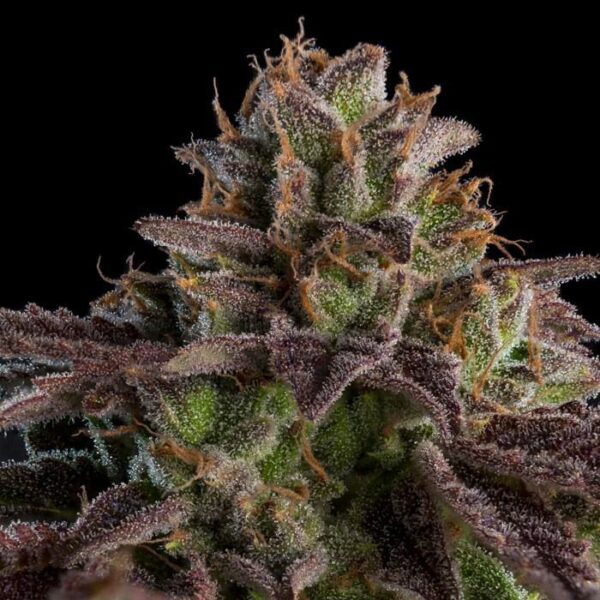 KMINTZ - Ripper Seeds feminisiert 3er Pack