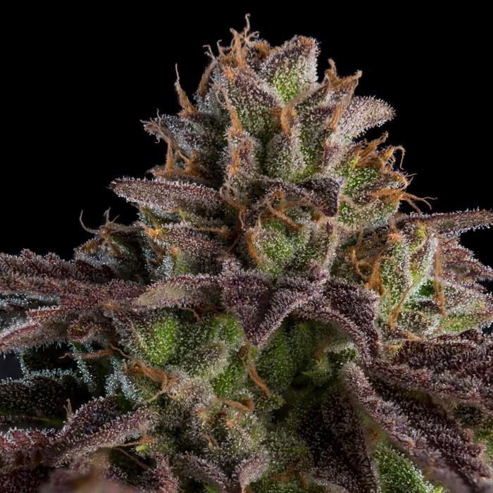 KMINTZ - Ripper Seeds feminisiert 3er Pack
