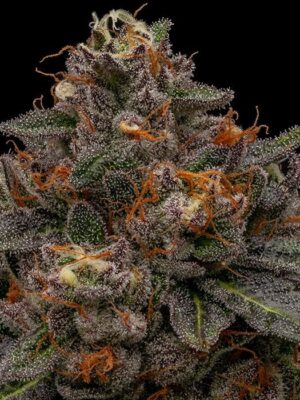Korenji - Ripper Seeds feminisiert 3er Pack