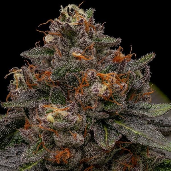 Korenji - Ripper Seeds feminisiert 3er Pack