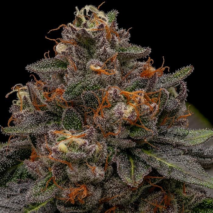 Korenji - Ripper Seeds feminisiert 3er Pack